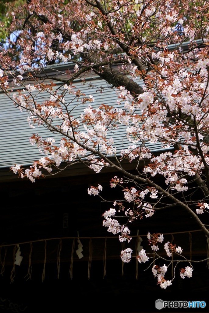 上野東照宮山桜　その２