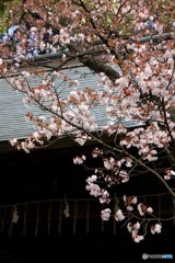 上野東照宮山桜　その２