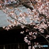 上野東照宮山桜　その２