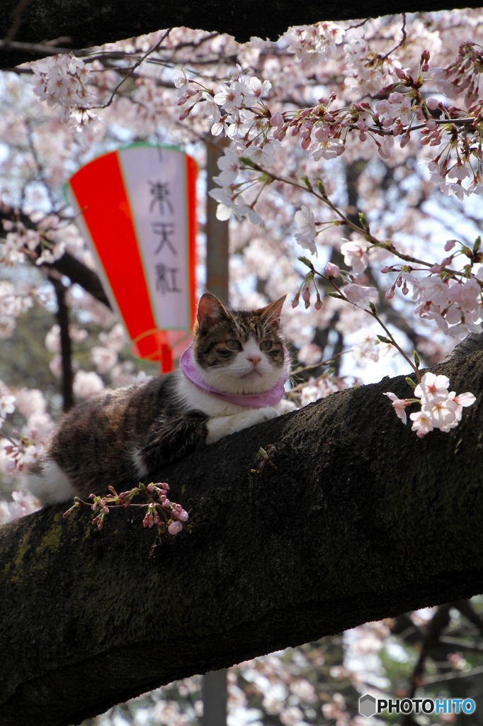 人気者　その２