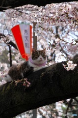 人気者　その２