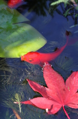 庭の紅葉　モミジと金魚
