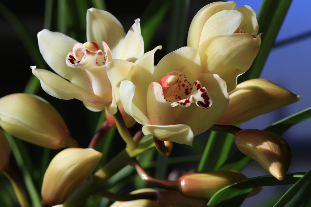 シンビの開花　その３