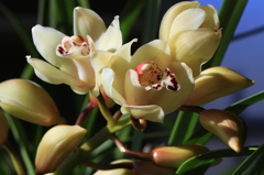 シンビの開花　その３