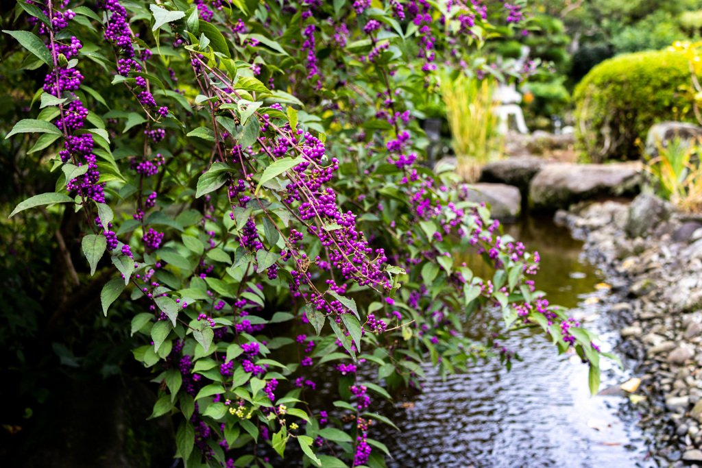 市川市万葉植物園の秋　その２