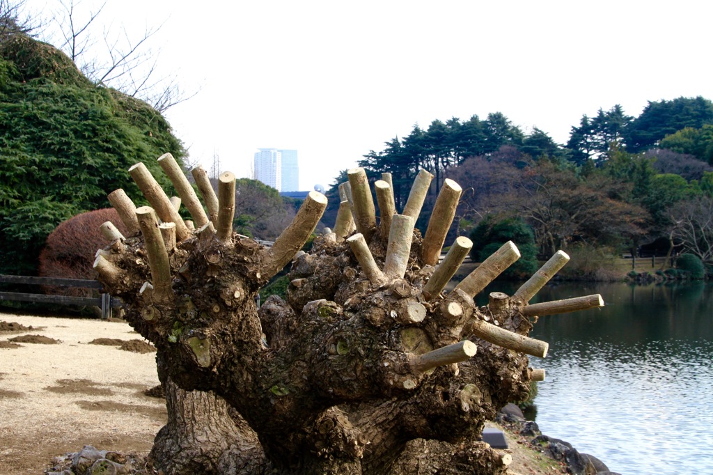 春を待つ　その１