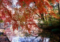 枝垂れる紅葉