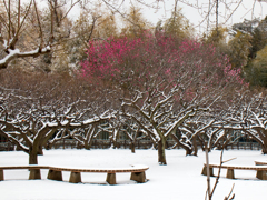 雪梅園　その２