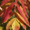 身近な紅葉　その２