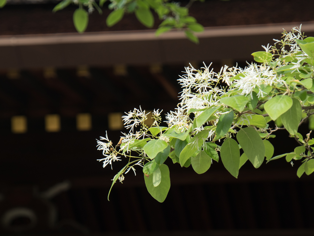 京都旅行拾遺集　その１