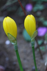 あなたを愛しています（花言葉）　その１