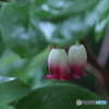 鬼怒川裏白瓔珞躑躅