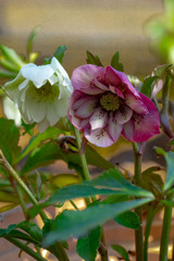 ダブル　その２