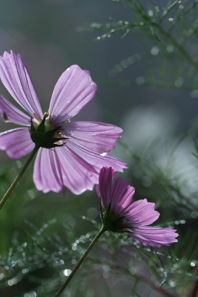 朝露をまとって　その１