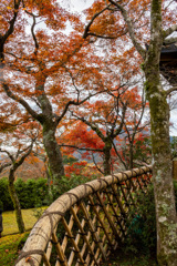 晩秋の箱根　その３