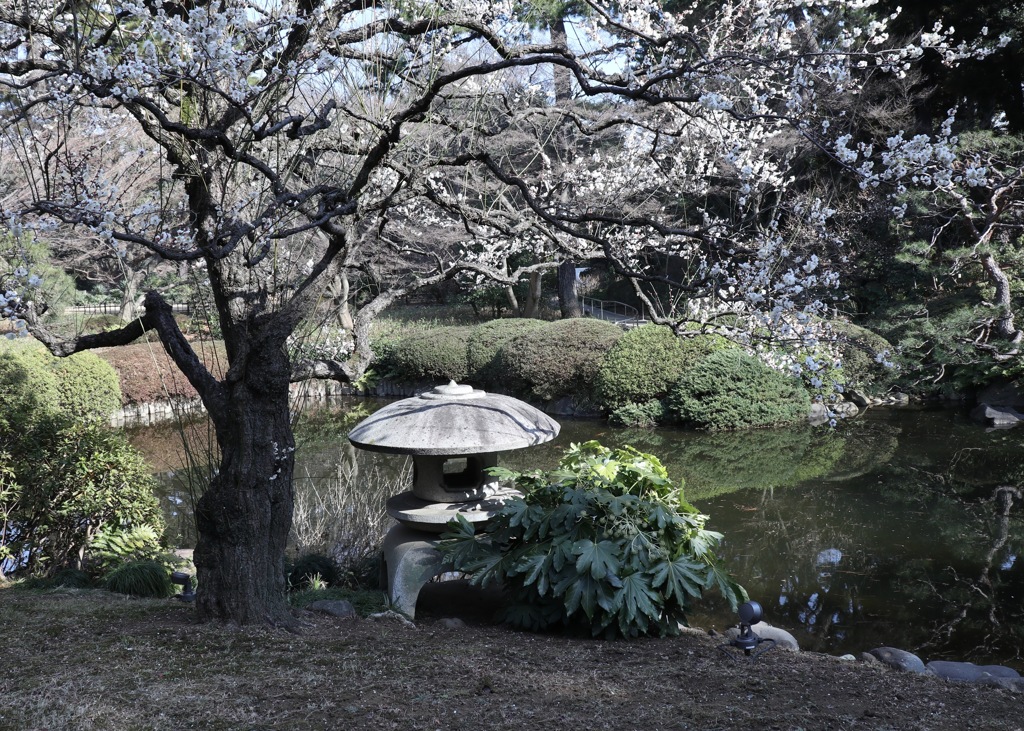 早春の日本庭園