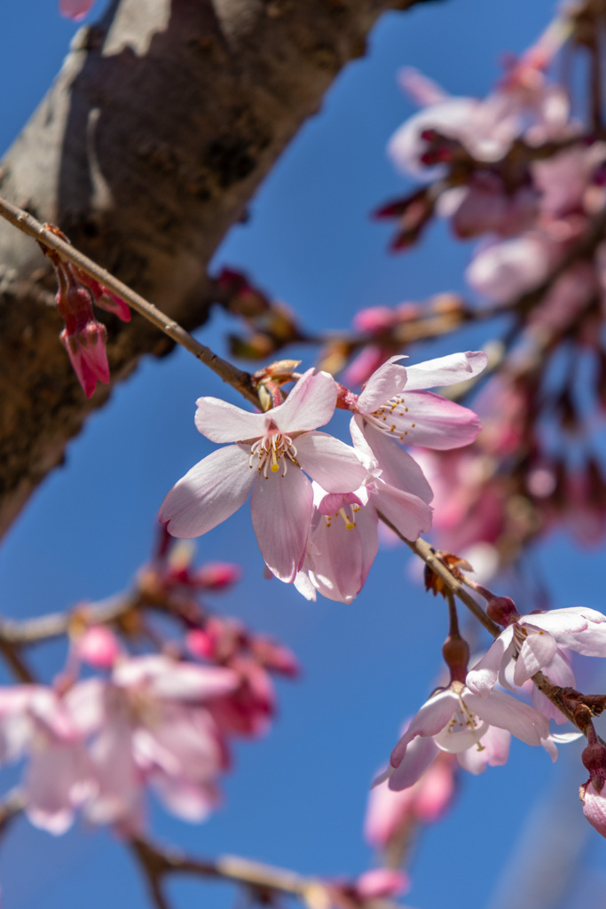 彼岸桜　その２