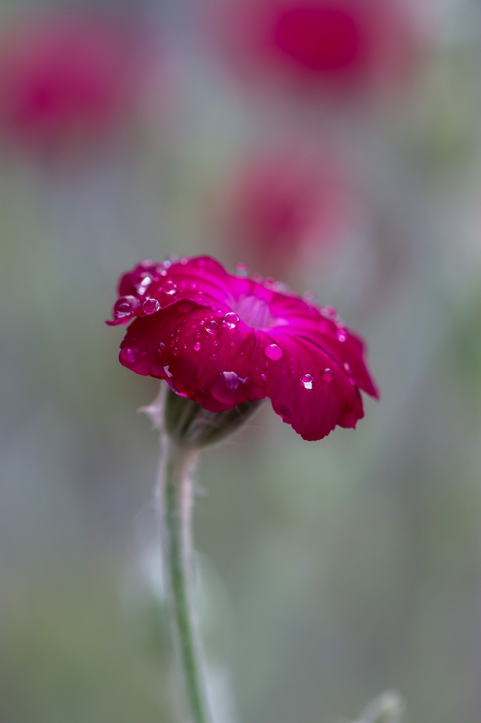 雨上がりの朝　その２