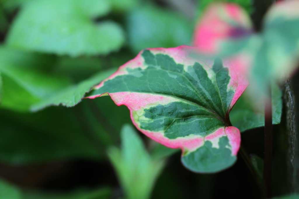 ゴシキドクダミ