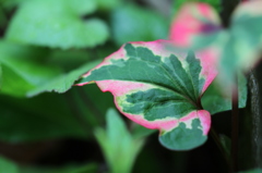 ゴシキドクダミ