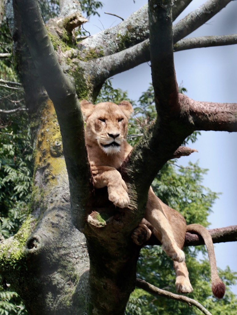 サファリパーク初体験　その２