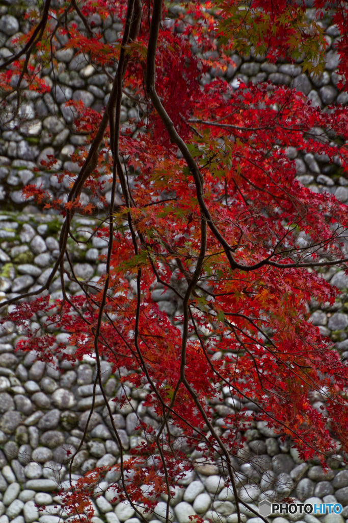 枝垂紅葉