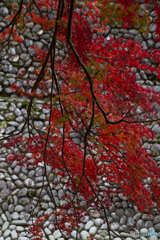 枝垂紅葉