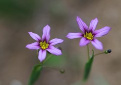 荒れ地の花　その１