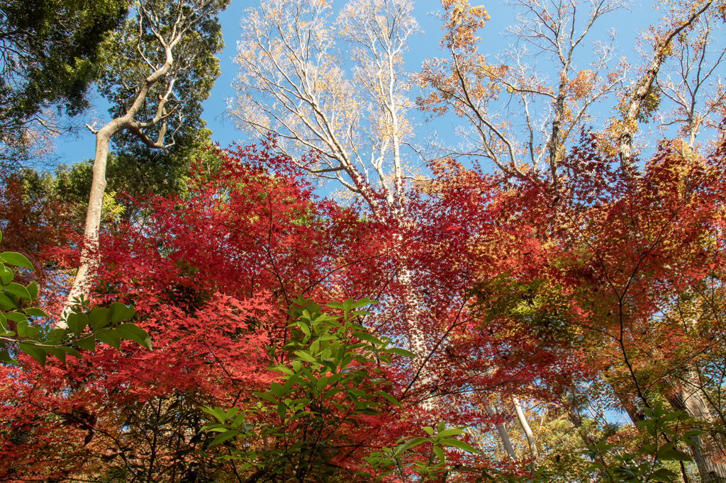 近くの紅葉　その２