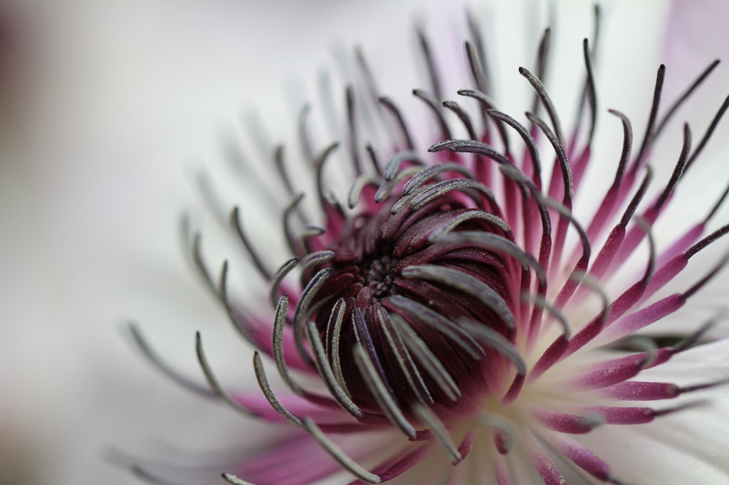 花芯に迫る　その１