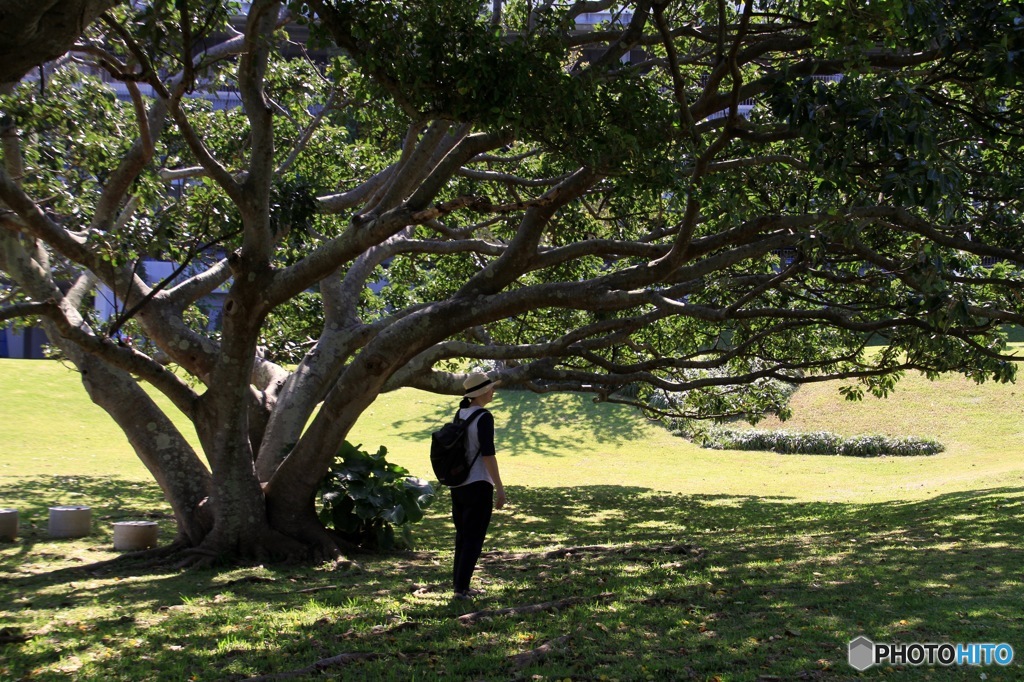 この木なんの木？