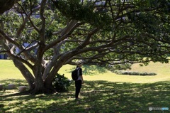 この木なんの木？