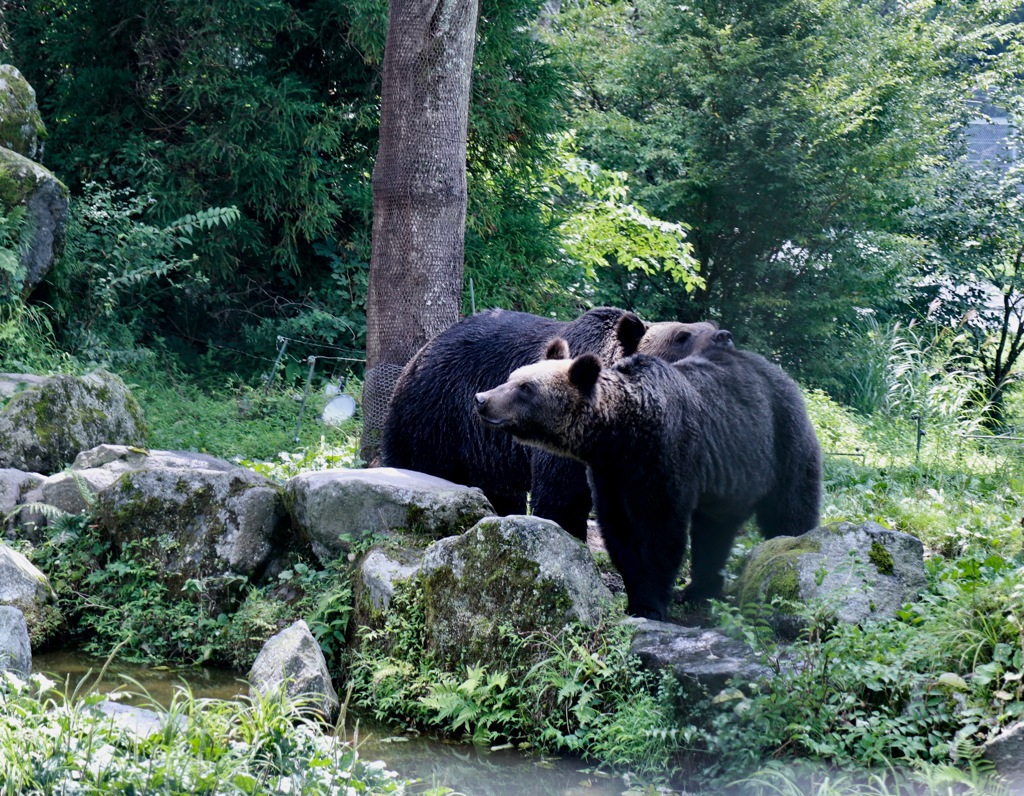サファリパーク初体験　その１