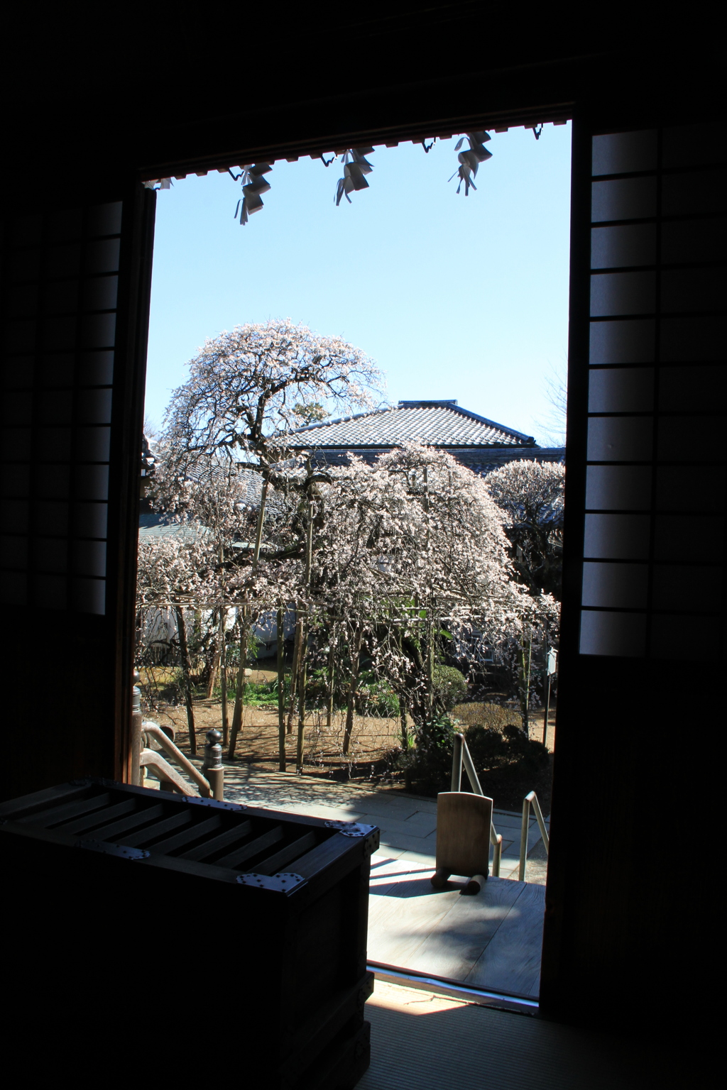 樹齢２００年　その２