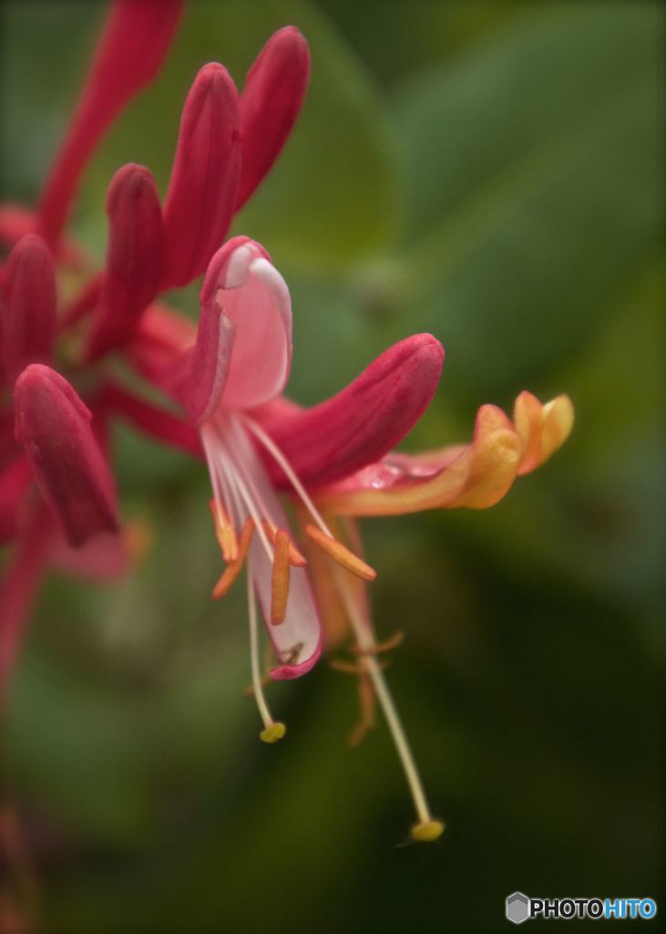 突抜忍冬　その２