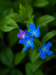万葉植物園にて　その４