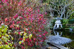 万葉植物園秋景色　その１