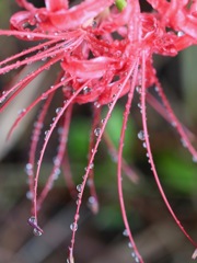 雨後の楽しみ