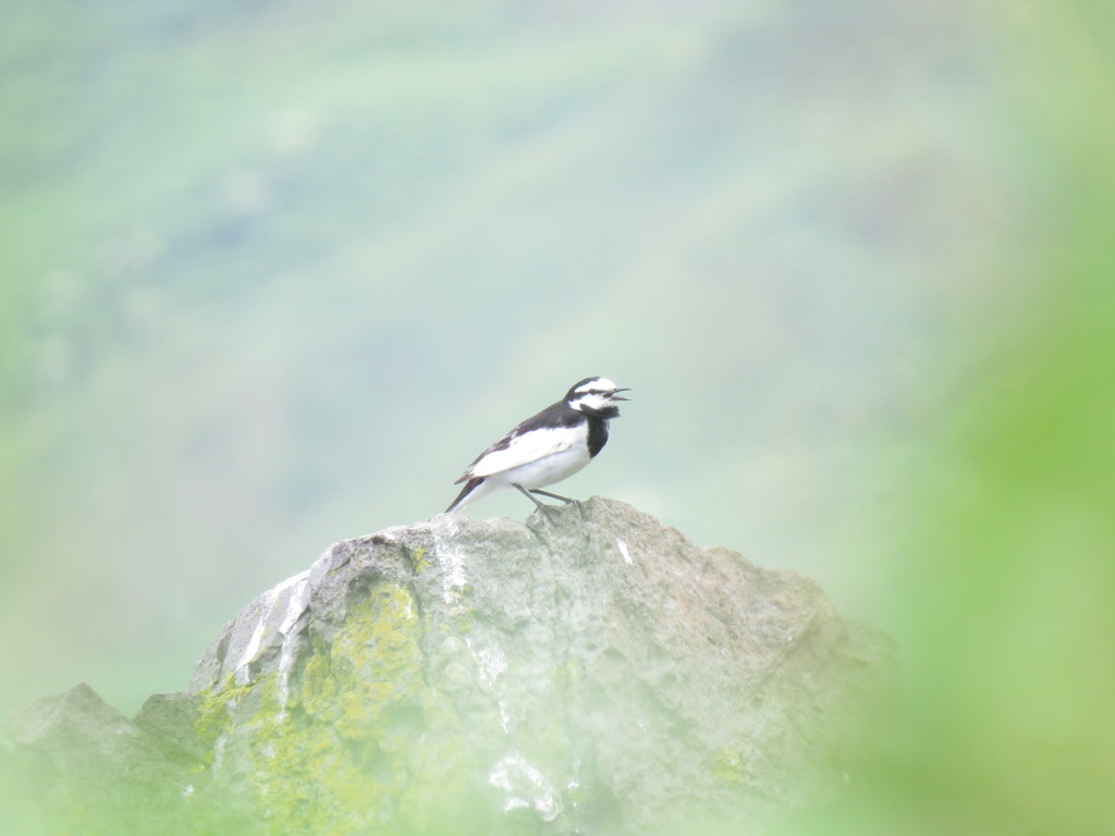 Serenading on the rock