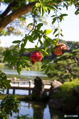 庭園の実り