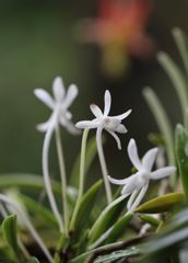Samurai's Orchid