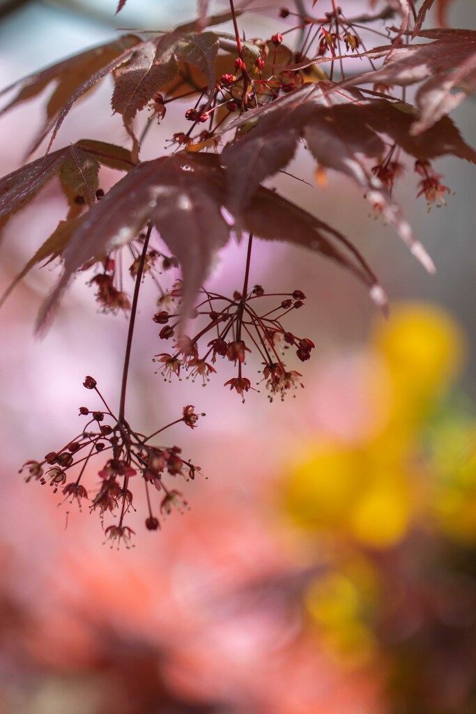 小さな花