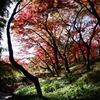 武蔵野の秋　その２