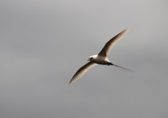 アカオネッタイチョウ