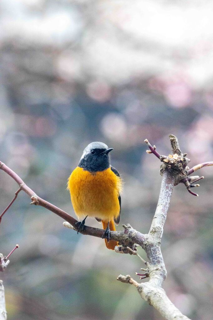 いらっしゃい！　その１