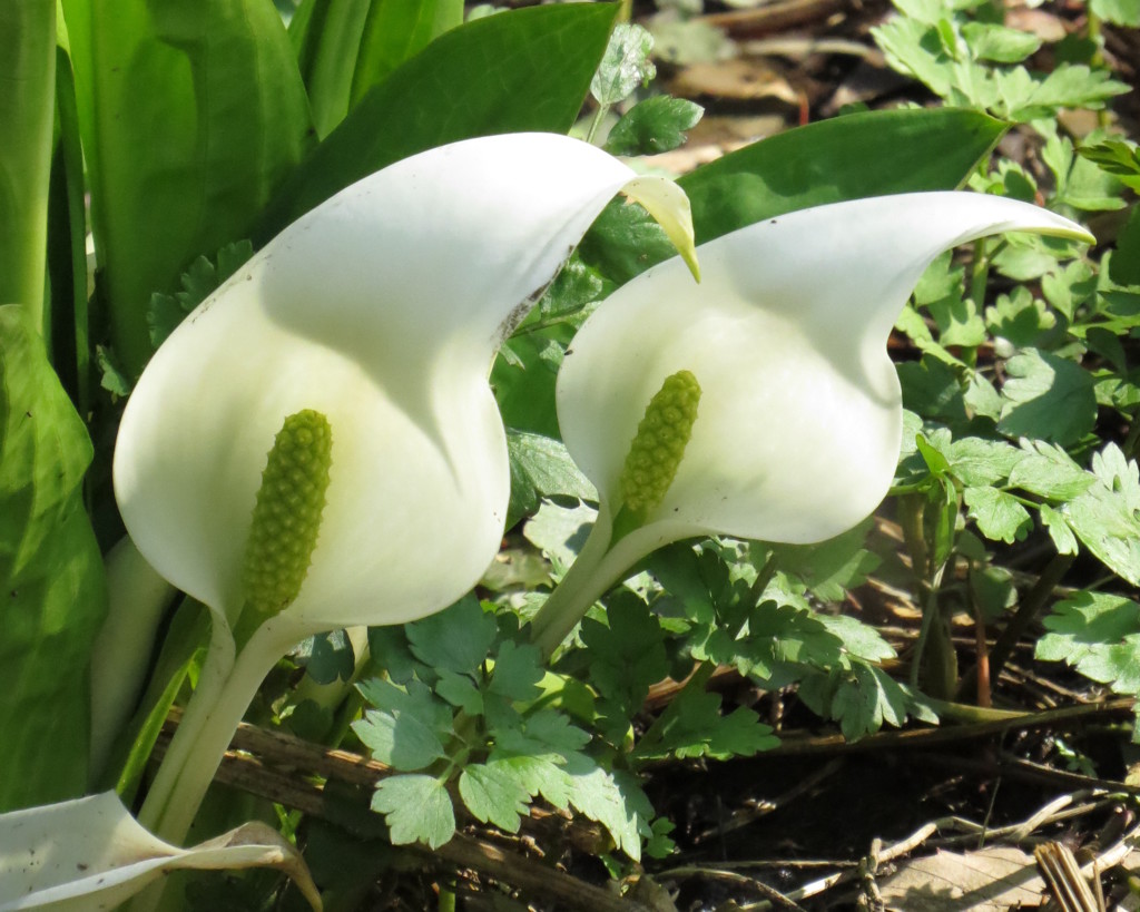 ♪水芭蕉の花が咲いている　その２