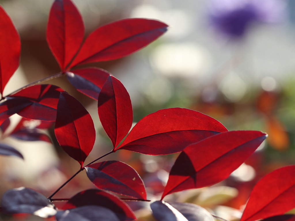 真冬の紅葉　その２