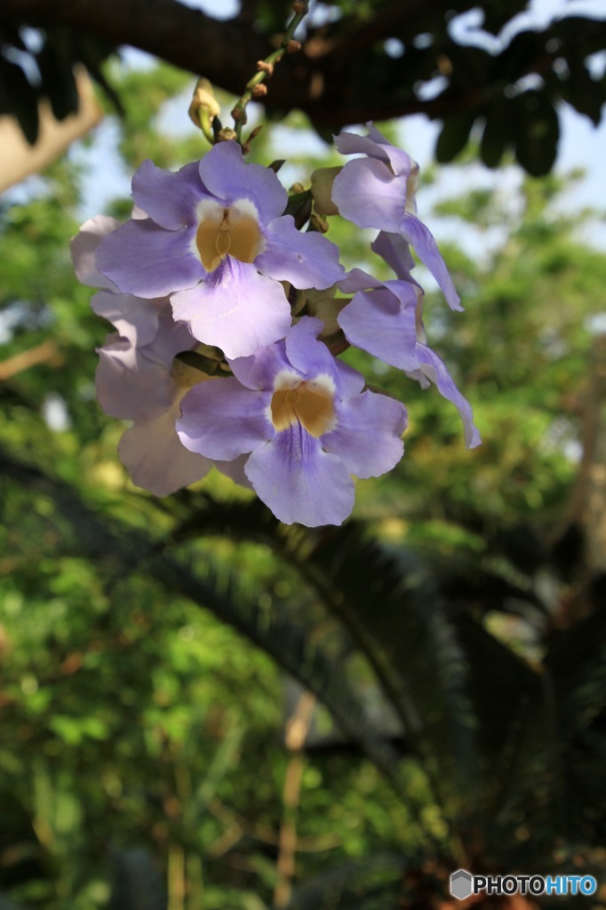 沖縄で出会った花　No.6