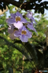 沖縄で出会った花　No.6