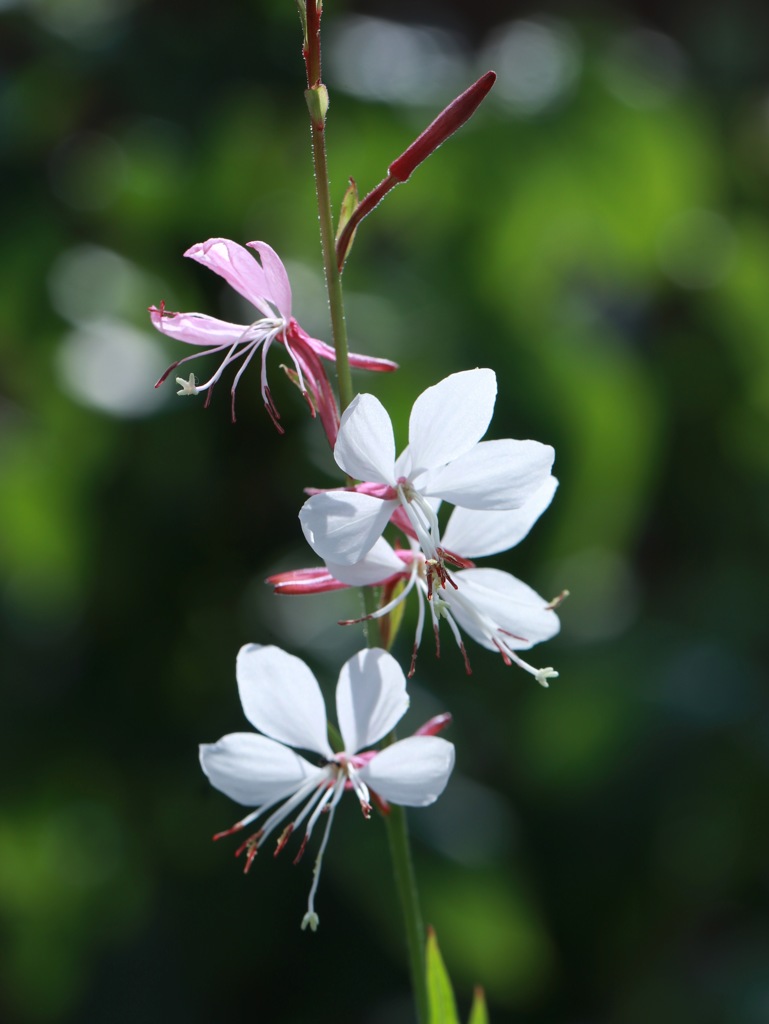 蜂花？　